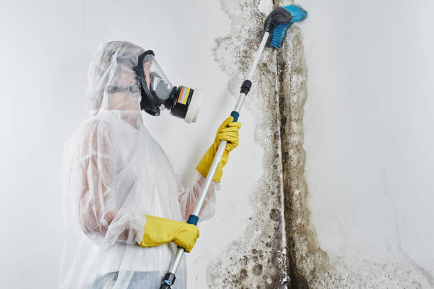 Best Residential Mold Removal  in Chattanoo Valley, GA