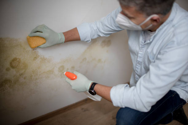 Best Mold Damage Repair  in Chattanoo Valley, GA