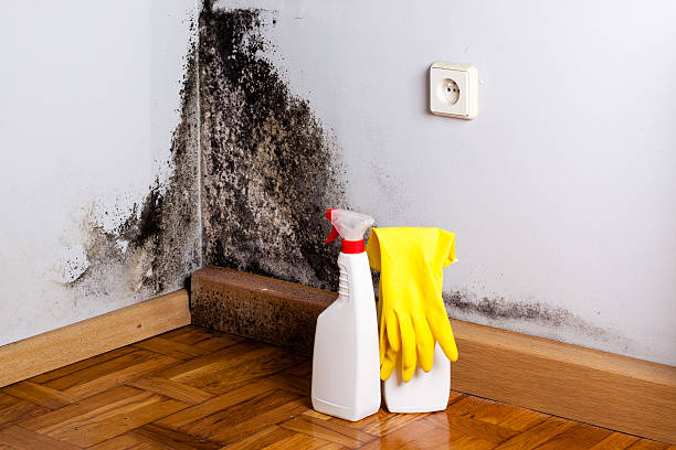 Best Local Mold Removal Service  in Chattanoo Valley, GA
